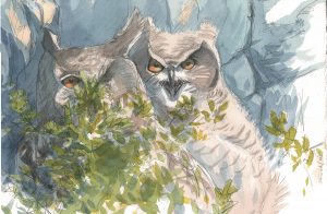 Les hiboux, aquarelle de Laurent Willenegger